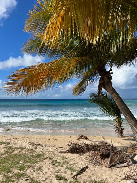 Palm tree on the beach at st croix Virgin Islands St Croix Virgin Islands, St Croix Usvi, Caribbean Life, St. Croix, St Croix, Travel Vlog, I Want To Travel, Small Island, Virgin Islands