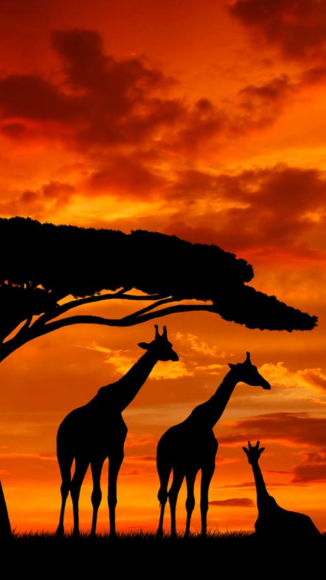 Safari Photography, African Sunset, Africa Wildlife, Afrique Art, Silhouette Photography, Afrikaanse Kunst, African Art Paintings, Africa Safari, Africa Map