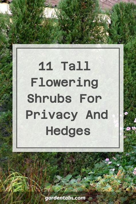 Enhance the privacy of your outdoor space with a delightful touch by incorporating vibrant flowering shrubs. These colorful hedges not only provide seclusion but also bring in a blend of hues, scents, and visual interest to your yard. Embrace nature's beauty. Tall Shrubs In Front Of House, Bushes For Privacy, Privacy Shrubs, Fast Growing Privacy Shrubs, Azaleas Care, Hedges Landscaping, Tall Potted Plants, Flower Hedge, Shrubs For Landscaping