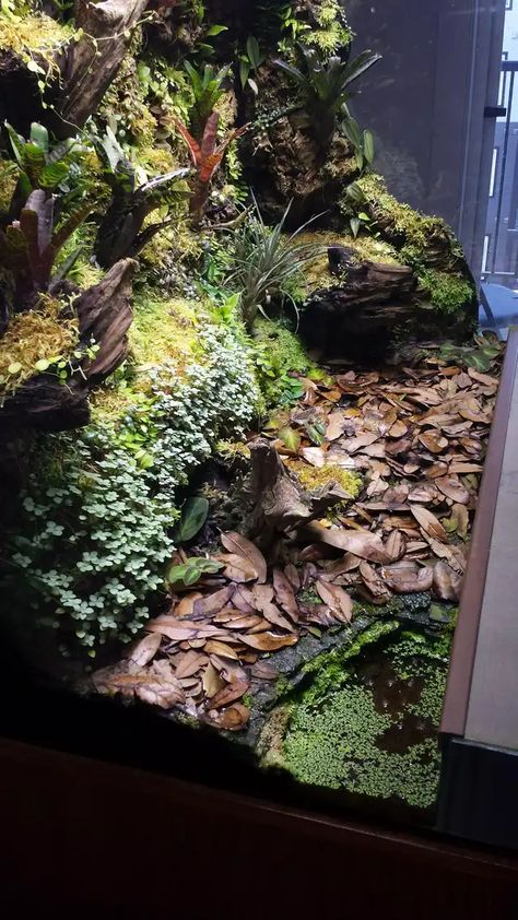 Corner Pond, Paludarium Vivarium, Paludarium Ideas, Dart Frog Terrarium, Tree Frog Terrarium, Vivarium Ideas, Lizard Terrarium, Bioactive Vivarium, Water Terrarium