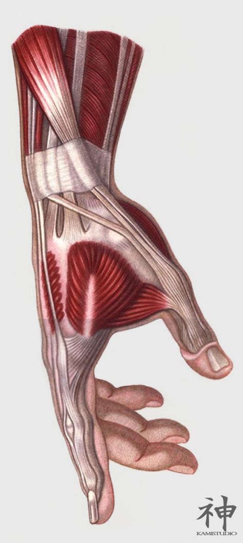 Muscles Of Hand, Hands Muscles Anatomy, Muscle Hand Reference, Hand Muscles Anatomy Drawing, Muscle Hand Drawing, Push Up Drawing Reference, Hand Muscles Drawing, Hand Muscle Anatomy, Hand Anatomy Reference