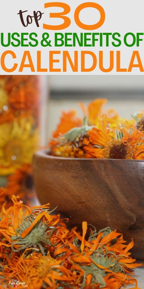 Calendula is a wonderful and gentle herb that can be used it a lot of ways for natural health care and support. You can use calendula a number of ways- fresh, steeped in water for a tea or infused in oil. Below you will find just some of the uses for calendula! Uses For Calendula Flowers, Calendula Oil Uses, Dried Calendula Uses, Calendula Uses, Uses For Calendula, Calendula Recipes, Calendula Tincture, Benefits Of Calendula, Medicinal Wild Plants