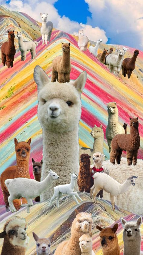 #alpaca #alpacas #llama #llamas #rainbowvibes #rainbowaesthetic #rainbow #macchupichu #wallpaper #collages Llama Wallpaper, Wallpaper Collages, Cute Llama, Llama Alpaca, Rainbow Aesthetic, Llama, Alpaca, Rainbow, Collage