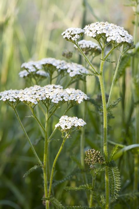 Yarrow - Flower Meanings Cover Ups Tattoo, Front Yard Landscape Design, Beginners Garden, Flower Dictionary, Front Yard Landscape, British Wild Flowers, Yarrow Flower, Design For Beginners, Wild Flower Meadow