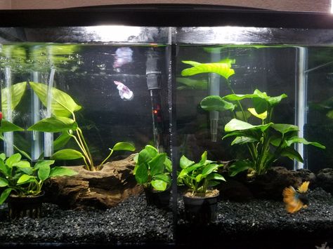 3 Gallon Tank Ideas, Divided Betta Tank, Betta Community Tank, Betta Aquascape, Amazing Fish Tanks, Aquarium Design Ideas, Betta Tanks, Tank Terrarium, Fish Tank Terrarium