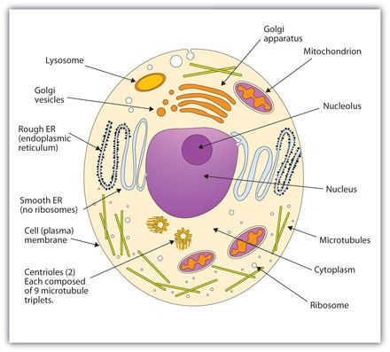 Picture Cell Diagram Project, Human Cell Diagram, Human Cell Structure, Animal Cell Anatomy, Animal Cell Drawing, Animal Cell Structure, Plant Cell Diagram, Animal Cell Project, Human Cell