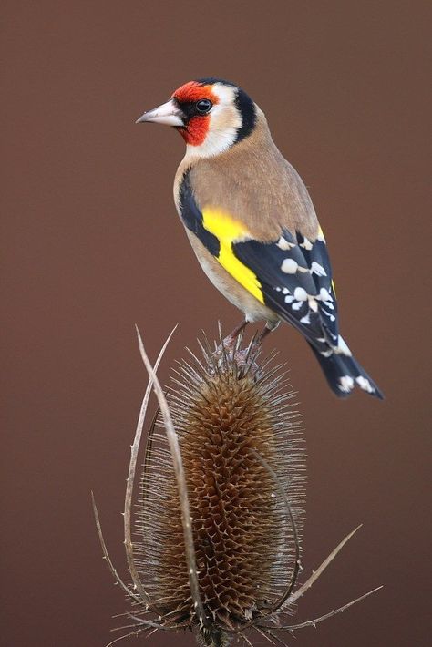 Visit our new-look Galleries to view and search images of thousands of bird species, and join our worldwide community of bird photographers #exoticbirds European Goldfinch, World Birds, British Wildlife, Airbrush Art, Nature Birds, Goldfinch, Exotic Birds, Bird Pictures, Tropical Birds