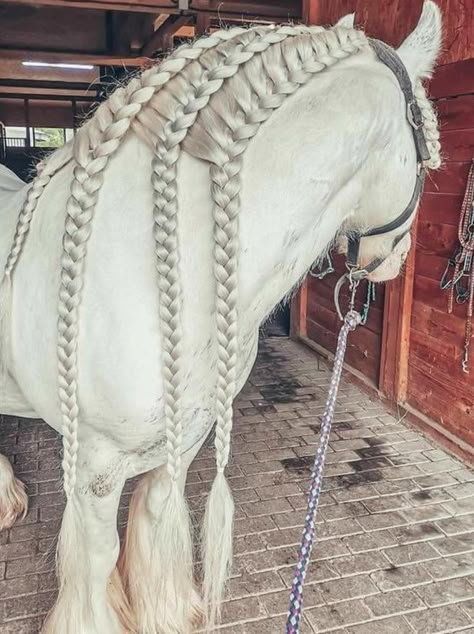 Braided Horse Mane, Horse Main Ideas, Mane Braids For Horses, Horse Mane Styles, Horse Hairstyles, Mane Braids, Horse Mane Braids, Horse Braids, Horse Hair Braiding