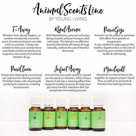 Animal Scents Line by Young Living Young Living Pets, Ginger Dog, Essential Oils For Pets, Essential Oils For Dogs, Young Living Oils Recipes, Living Oils Recipes, Essential Oils Dogs, Young Living Essential Oils Recipes, Yl Oils