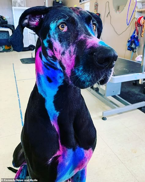 Dog Influencer, Dyed Dogs, Dog Hair Dye, Creative Dog Grooming, Dog Dye, Dog Grooming Styles, Psychiatric Service Dog, Grooming Ideas, Creative Grooming