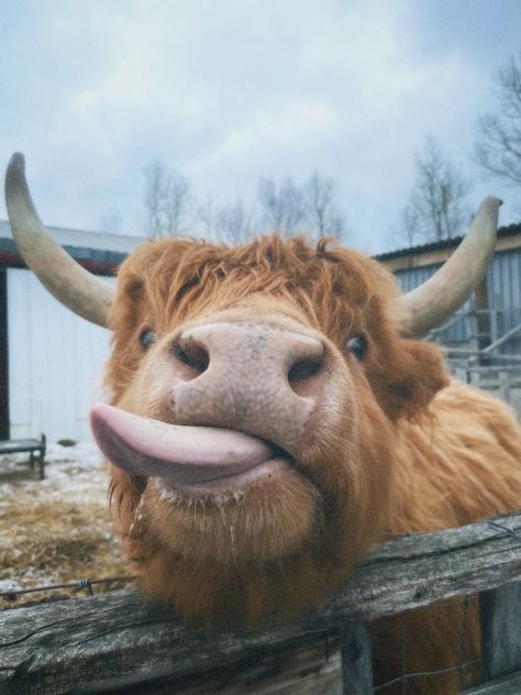 Aesthetic Farm Animals, Farming Aesthetic, Farm Life Aesthetic, Highland Cow Pictures, Mini Highland Cow, Farm Animal Decor, Aesthetic Farm, Fluffy Cow, Cow Cute