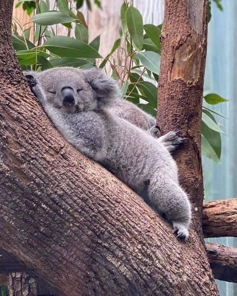 Coala Cute, Koala Aesthetic, Koala Tattoo, Cute Koala Bear, Tattoo Nature, Australia Animals, Cute Koala, Fascinating Facts, Cute Animals Images