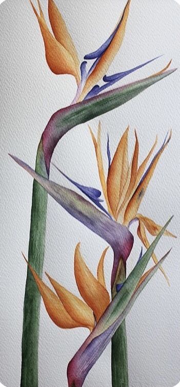 Bird Of Paradise Watercolor, Paradise Painting, Paradise Flowers, Watercolor Flower Art, Plant Painting, Watercolor Art Lessons, Botanical Painting, Botanical Watercolor, Bird Of Paradise