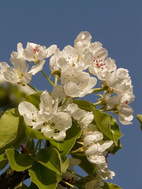 This is a Public Domain picture. apple, apple blossom, apple tree, flower Apple Blossom Tree, Apple Tree Flowers, Apple Tree Blossoms, Apple Plant, Apple Blossom Flower, Apple Flowers, Apple Farm, Blossom Tree, Flower Names