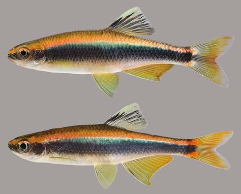 Fish Reference, Striped Fish, Animal Infographic, River Fish, Fish Gallery, Florida Fish, Tropical Freshwater Fish, Amazing Animal Pictures, River Fishing