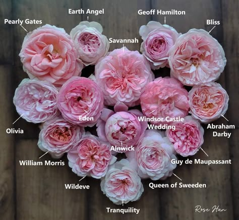 Summer Romance Rose, Different Roses, Rose Garden Design, Peaceful Day, Heirloom Roses, Gardening Inspiration, Types Of Roses, Memorial Flowers, David Austin Roses