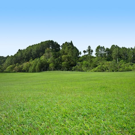 Grass and tree on blue sky. Green grass field with trees on blue sky , #Sponsored, #blue, #sky, #Grass, #tree, #field #ad Background Rumput Aesthetic, Sky And Grass Background, Sky With Trees, Field With Trees, Goat Picture, Backyard Fort, Photoshop Landscape, Green Grass Field, Sky Textures