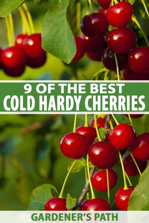 Think it’s impossible to find cherry trees that thrive in cold, northern climates? On the contrary – you can grow delicious cherries, sweet or sour, so long as pick the right variety. Learn about the best cold-hardy cherry varieties to produce your summer harvest now on Gardener's Path. #cherrytree #gardenerspath Sour Cherry Tree, Growing Cherry Trees, Garden Renovation Ideas, Garden Renovation, Growing Fruit Trees, Summer Harvest, Cherry Trees, Food Forest, Growing Fruit