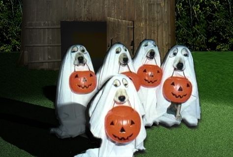 Trick or treating doggies.  See more Halloween costumes for dogs and party ideas at one-stop-party-ideas Diy Dog Ghost Costume, Diy Ghost Dog Costume, Howloween Dog Party, Dogs In Ghost Costume, Dog In Ghost Costume Tattoo, Halloween Costume For Dogs, Parade Costumes, Costume For Dogs, Fun Halloween Party Food