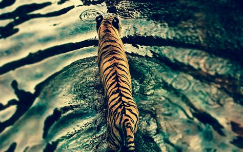 Download wallpapers tiger, top view, lake, predator, wildlife, tigers Tiger In Water, Photography 4k, Tiger Walking, Disney Animal Kingdom, Tiger Wallpaper, Tiger Love, Tiger Pictures, Pet Tiger, Wallpaper Cat