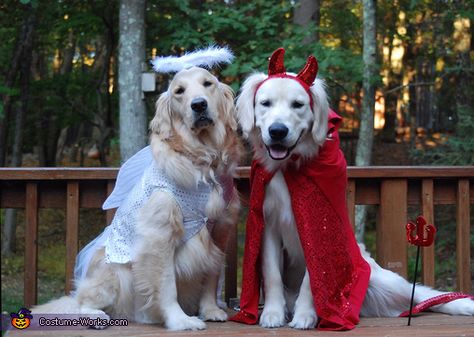 Barbara: This is Bailey & Duncan and they are dressed up as an Angel and a Devil. Perfect costumes for these two :). Two Dogs Costumes, Angel Dog Costume, Twin Dog Costumes, Matching Dog Halloween Costumes For 2 Dogs, Two Dogs Halloween Costumes, 2 Dogs Halloween Costumes, Matching Dog Costumes For 2 Dogs, Dog Costumes For Two Dogs, Duo Dog Halloween Costumes