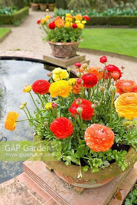 Ranunculus in Pots around Raised Garden Pond Potted Ranunculus, Ranunculus In Pots, Garden Flower Ideas, Ranunculus Garden, Flower Displays, Container Garden Ideas, Porch Planters, Plant Photography, Garden Pond