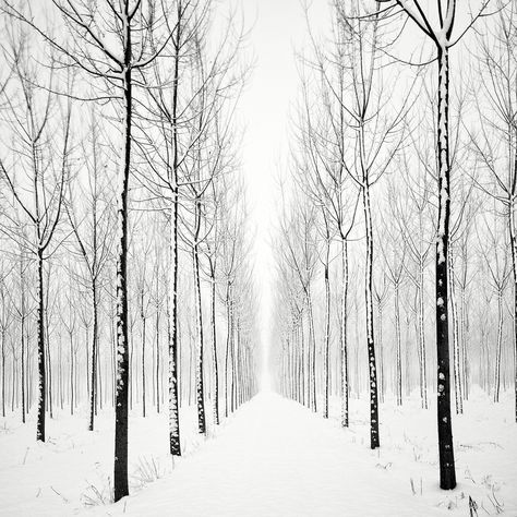 Black and White Photographs Capture the Striking Appearance of Bare Trees Against Snow-Filled Landscapes | Colossal Bare Trees, Landscape Photography Tips, Bare Tree, Colossal Art, Black And White Landscape, Black And White Tree, Tree Photography, Black White Art, Ideas Photography