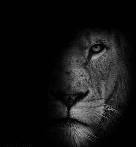 Black Lion Aesthetic, Lion Aesthetic Dark, Lion Dp, Leon Aesthetic, Lion Aesthetic, Lion Black And White, Uv Photography, Lion Png, Lion Black