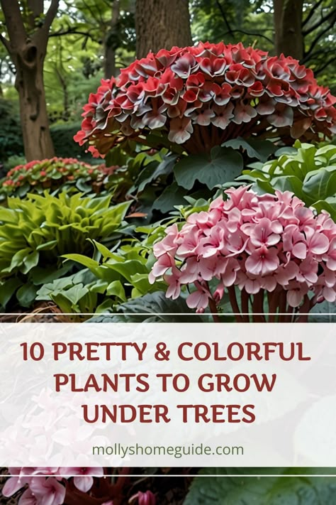 Discover the best flowers and plants to grow under trees for a pop of color in your shaded garden areas. From vibrant blooms to lush foliage, these shade-loving shrubs and flowering plants will enhance the beauty of your outdoor space. Explore a variety of options such as colorful azaleas, delicate impatiens, charming hostas, and more. Create a stunning botanical oasis under your trees with these pretty and colorful plants that will thrive in low light conditions. Plants That Do Well In Shade, Flower Beds Under Trees, Calla Lily Garden Ideas, Shrubs To Plant In Fall, Colourful Trees Garden, Sun Loving Plants Landscaping, Shade Loving Flowers Perennials, Colorful Shade Garden, Bushes That Grow In The Shade