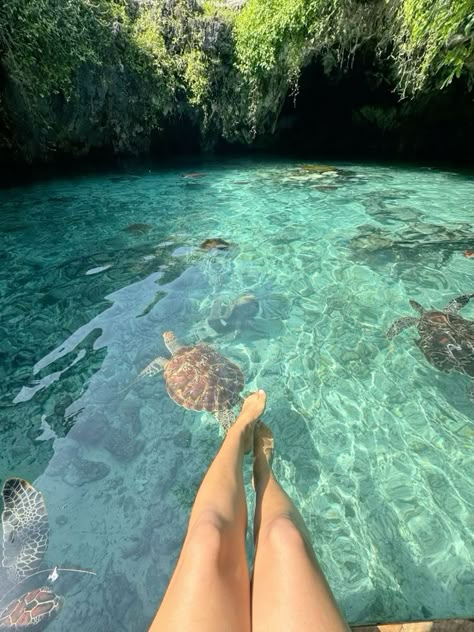 Swimming With Turtles Zanzibar, Swimming With Sea Turtles, Zanzibar Aesthetic Outfits, Zanzibar Turtles, Turtles Aesthetic, Zanzibar Aesthetic, Turtle Aesthetic, Swim With Sea Turtles, Swimming With Turtles