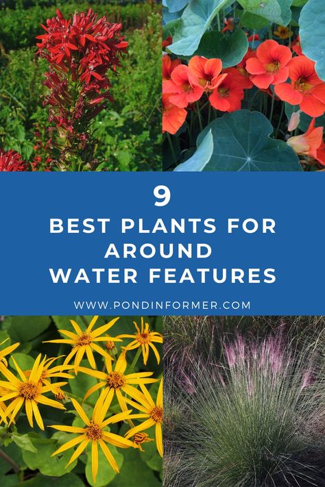 9 of the best plants to put around water features and fountains, their native regions, and how to plant and care for them. Plants For Water Fountains, Plants For Water Gardens, Landscaping Around A Fountain, Plants For Water Features, Plants For Ponds Landscapes, Yard Fountains Landscaping, Water Feature Plants, Plants For Around A Pond, Landscaping Around Pond