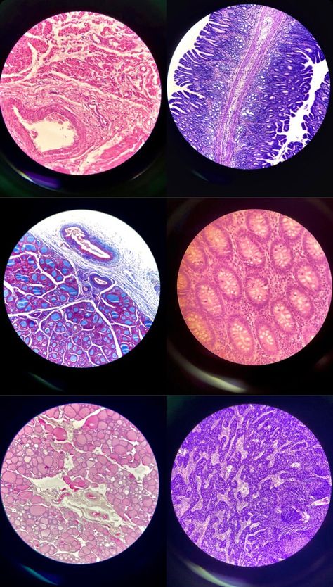 I am here to manifest me passing, learning, and excelling in Histology and every other subject🫡 Nuclear Medicine Aesthetic, Exercise Science Major Aesthetic, Medical Laboratory Science Aesthetic, Cellular Biology Aesthetic, Biological Sciences Aesthetic, Cell Culture Lab, Biophysics Aesthetic, Chemicals Aesthetic, Lab Aesthetic Science