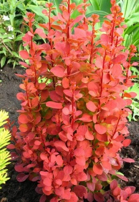 Orange Rocket Barberry, Barberry Bush, Shrubs For Landscaping, Shrubs For Privacy, Tall Shrubs, Tattoo Plant, Garden Shrubs, Tall Plants, Small Gardens