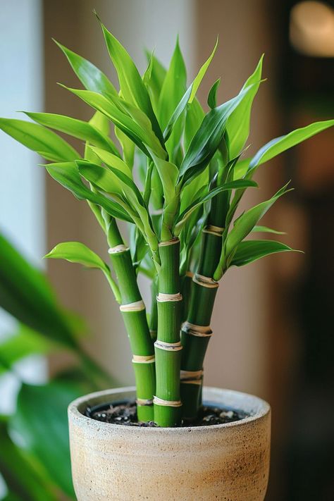 Lucky Bamboo (Dracaena sanderiana) is a delightful and vibrant addition to any home or office! 🎍🌿 Known for its elegant, spiral-shaped stems and easy care, this plant is a beautiful blend of aesthetic appeal and symbolic luck. Low maintenance and bursting with charm, Lucky Bamboo is perfect for adding a touch of greenery and good fortune to your space. Indulge in this stylish twist on indoor plants today! 🌱✨ #LuckyBamboo #IndoorPlants #GoodFortune #GreenLiving Aesthetic Plant Photos, Bamboo Indoor Plant, Bamboo Plant Decor, Bamboo House Plant, Pot & Planter Liners, Bamboo Plant Care, Potted Plants Indoor, Plants For Office, Indoor Green Plants