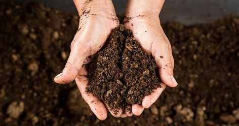 Boost your soil quality by digging, forking and mulching, in our easy soil improvement project. Read more: Potting Soil For Indoor Plants, Soil For Indoor Plants, Indian Bungalow, Hydrangea Propagation, Tower Garden Diy, Bird Feeding Table, Allium Christophii, Pruning Basil, Homemade Fertilizer