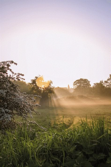 Utopia Dystopia, Grass Field, Sunny Weather, Morning Light, Nature Girl, Flowers Nature, Happy Places, Aesthetic Wallpapers, The Sun