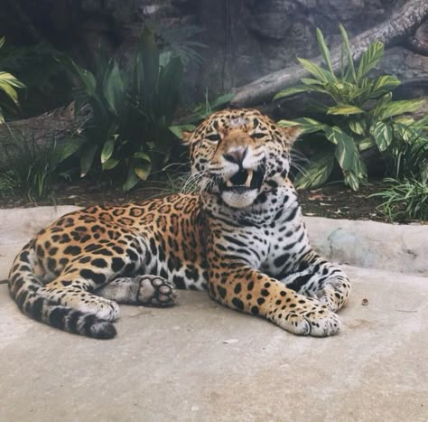 Jaguar Aesthetic, Baby Jaguar, Cats Aesthetic, Cute Wild Animals, Aesthetic Cute, Leopards, Animal Planet, Exotic Pets, Cuteness Overload