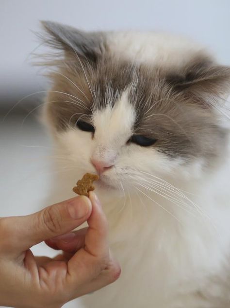 Homemade Grain-Free Cat Treats Diy Cat Treats, Homemade Cat Food, Cat Eating, Cat Nutrition, Cat Snacks, Diy Cat Toys, Homemade Cat, Healthy Cat, Cat Treat Recipes