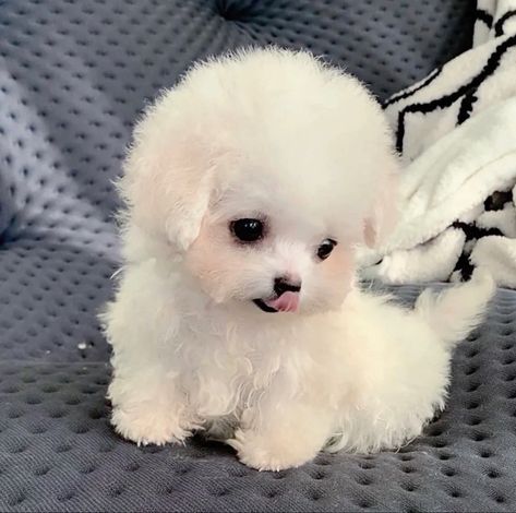 Cute Fluffy Puppies, Cute Fluffy Dogs, Cute Teacup Puppies, Cute Puppies And Kittens, Cute Small Dogs, Cute Dogs Images, Very Cute Puppies, Super Cute Puppies, Cute Small Animals