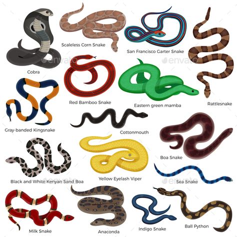 Poisonous snake colored decorative icons set with description of reptiles types isolated on white background cartoon vector illust Different Types Of Snakes, Poison Snakes, Rainforest Snakes, Snake Colors, Types Of Snakes, White Background Cartoon, Colorful Snake, Milk Snake, Poisonous Snakes