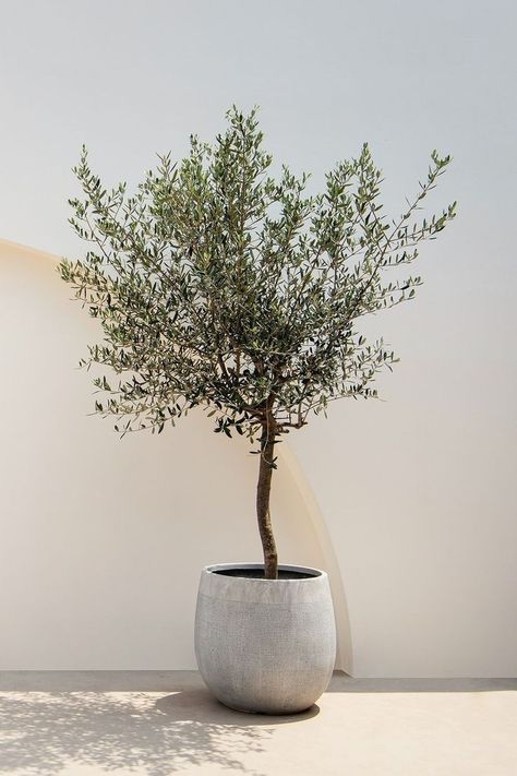 Olive Tree Indoor Live, Olive Tree Interior Design, Large Indoor Olive Tree, Olive In Pot, Interior Olive Tree, Mini Olive Tree, Olive Tree Balcony, Olive Tree In Planter, Olive Tree Potted