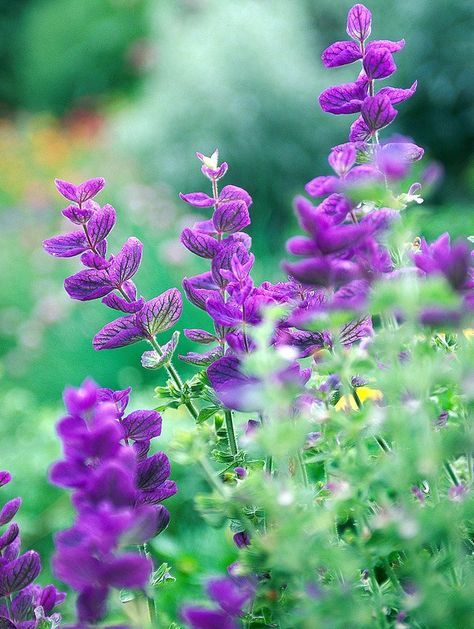 Salvia Viridis, Purple Flower Names, May Night Salvia, Salvia Plants, Purple Flowering Plants, Purple Flowers Garden, High Country Gardens, Pineapple Sage, Columbine Flower