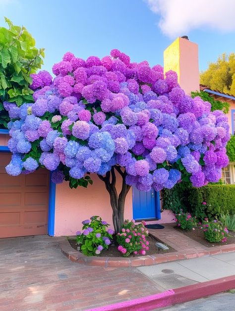 Beautiful Home Decor | 🌺 Bigleaf Hydrangea (Hydrangea macrophylla)🌺 | Facebook Purple Front Yard Landscaping, Hydrengas Garden Ideas, Hydrangea Cloud, Hydrangea Garden Ideas, Hydrangea Flower Bed, Hydrangea Trees, Lilac Hydrangea, Portulaca Flowers, Flower Bushes