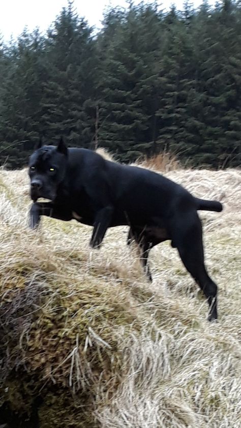 Hector 11 month old working cane corso Scary Cane Corso, Cane Corso Scary, Big Cane Corso, Cane Corso Aesthetic, Cane Corso Black, Tattoo Ideas Dog, King Corso Dog, Black Cane Corso, Tattoos Dog