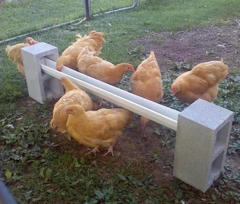 Get a feeder off the ground by using a vinyl gutter segment and cement blocks;  28 Cheap And Clever DIYs For People Who Raise Chickens Chickens Homestead, Chicken Feeder Diy, Chicken Pen, Backyard Chicken Coop Plans, Diy Chicken Coop Plans, Chicken Feeders, Backyard Chicken Farming, Chicken Life, Chickens And Ducks