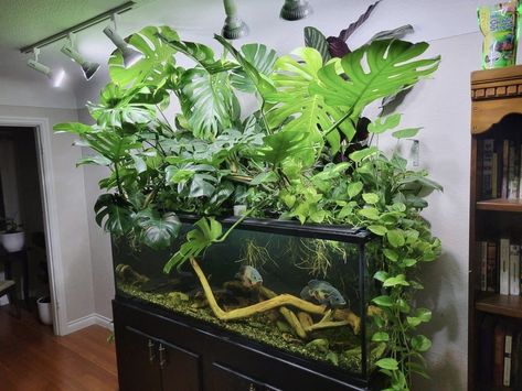 Axolotl Tank, Tank Terrarium, Fish Tank Themes, Fish Tank Terrarium, Diy Fish Tank, Aquascape Design, Aquaponics Fish, Fish Tank Design, Indoor Water Garden