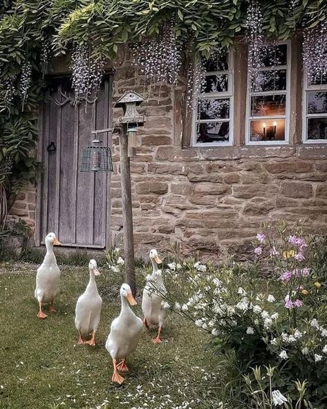 Country Rose Cottage Cottage Life Aesthetic, Jane Austen Movies, Darcy And Elizabeth, Runner Ducks, Country Rose, Elizabeth Bennet, Movie Aesthetic, Dream Cottage, Cottage Life