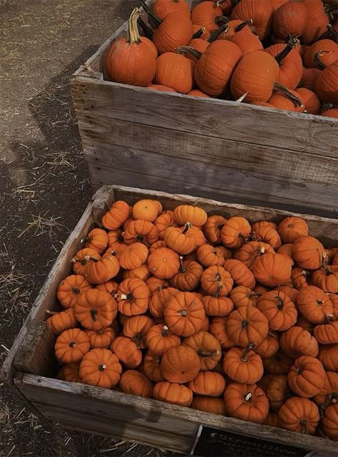 Facts About Halloween, Fall Picnic, Halloween Facts, Fall Mood Board, Pumpkin Patches, Pumpkin Spice Season, Picnic Set, Oversized Sweaters, Season Of The Witch