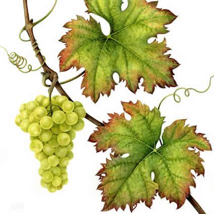 Grape Vine Painting Acrylic, Grape Leaves Drawing, Grapevine Leaf, Grape Painting, Fruits Drawing, Watercolor Fruit, Grape Leaf, Pola Sulam, Fruit Painting