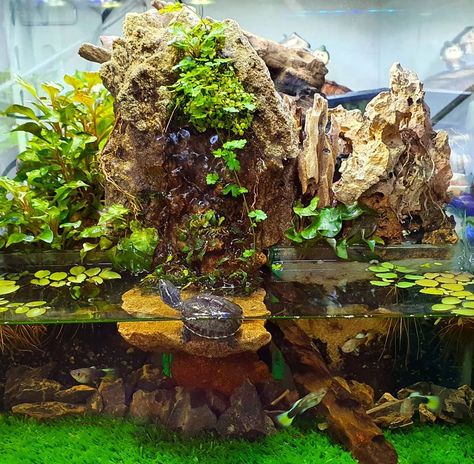 The aquatic area is customized to suit the specific needs and preferences of the particular turtle species being cared for. Aquaterrarium design from @chandra.wijaya.s Planted Turtle Tank, Turtle Aquarium Ideas Diy, Aquatic Turtle Enclosure Indoor, Terrarium Turtle, Turtle Terrarium Ideas, Aquatic Turtle Tank Ideas, Turtle Aquarium Ideas, Turtle Tank Setup Ideas, Turtle Tank Ideas